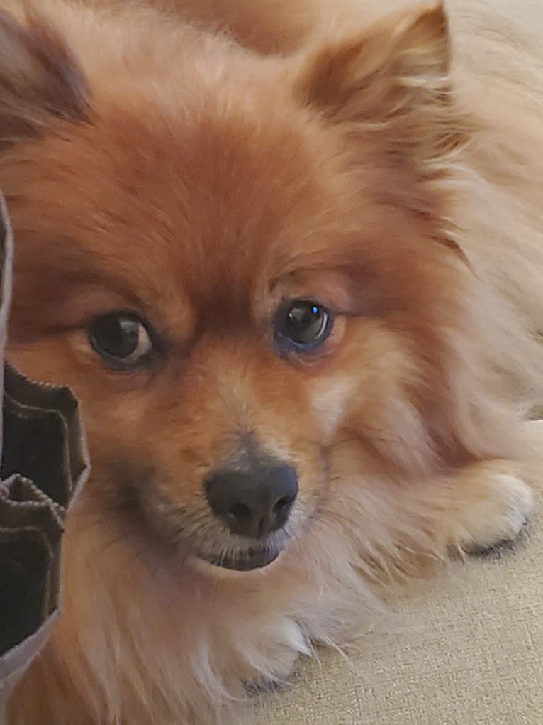 Bear, a Pomeranian tested with EmbarkVet.com