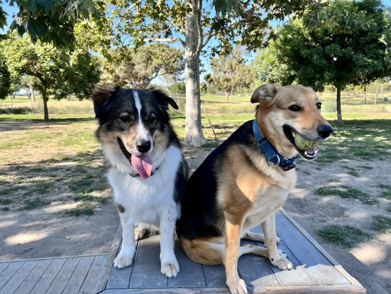 Shainee, a German Shepherd Dog and Australian Cattle Dog mix tested with EmbarkVet.com