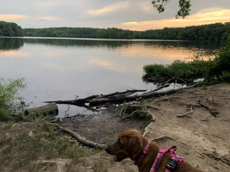 Julie, a Redbone Coonhound and Plott mix tested with EmbarkVet.com