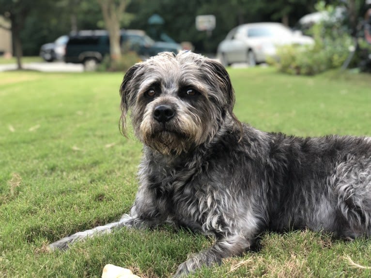 Garbage Bin, a Miniature Schnauzer and Australian Shepherd mix tested with EmbarkVet.com