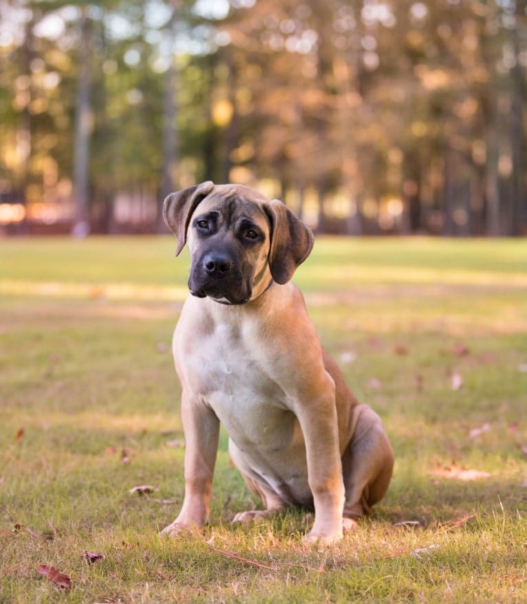 ABIAH, a Boerboel tested with EmbarkVet.com