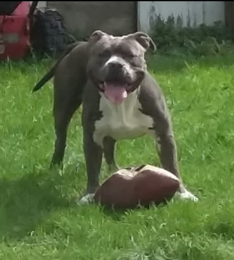 Zeus, an American Bully tested with EmbarkVet.com