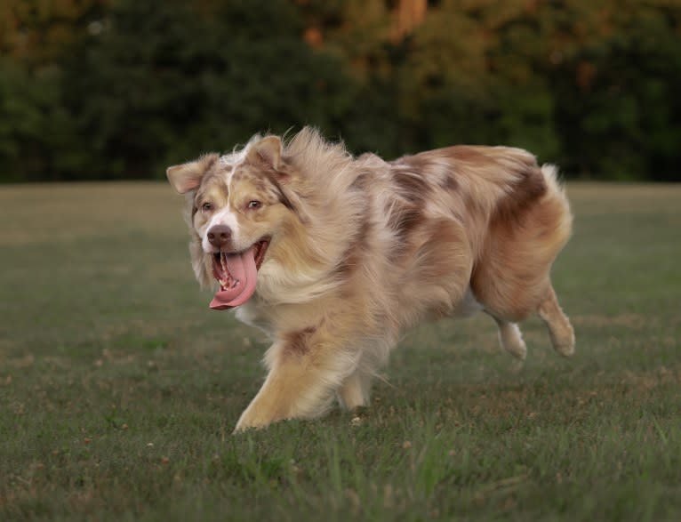 Neville, an Australian Shepherd tested with EmbarkVet.com