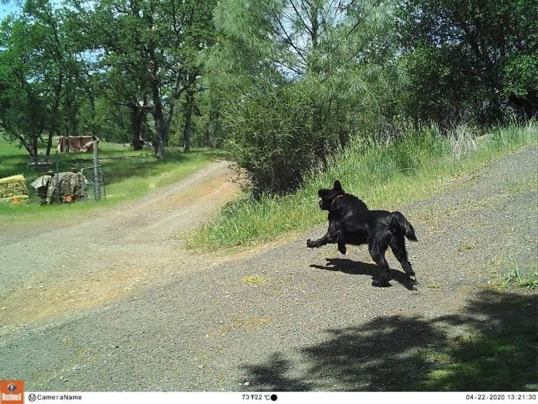 Big, a Flat-Coated Retriever tested with EmbarkVet.com