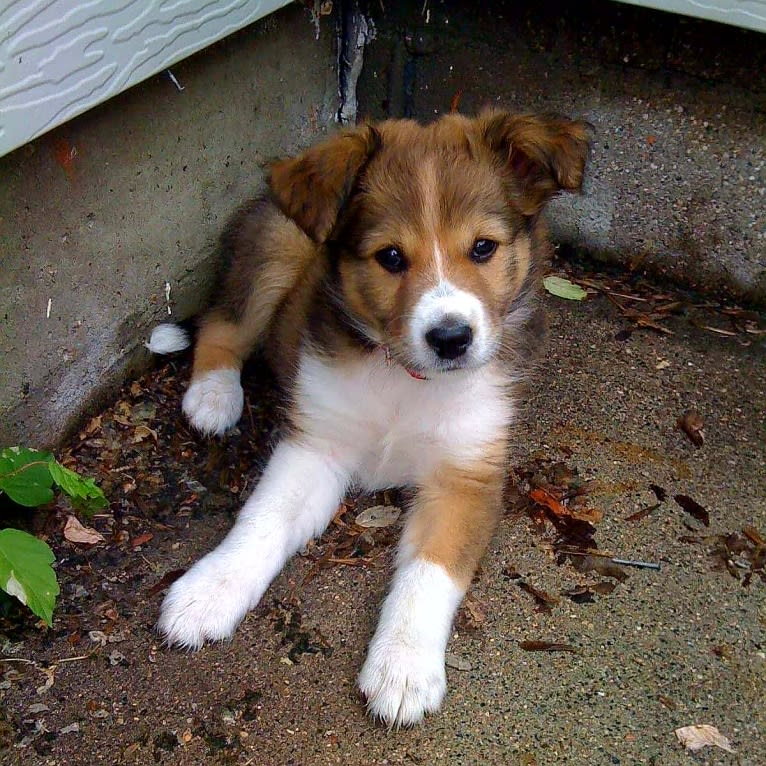 Nakia, an English Shepherd tested with EmbarkVet.com