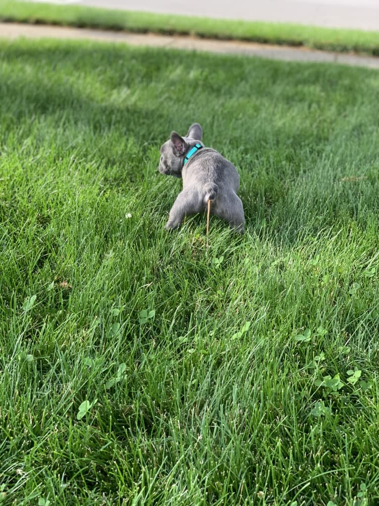 Nardo, a French Bulldog tested with EmbarkVet.com