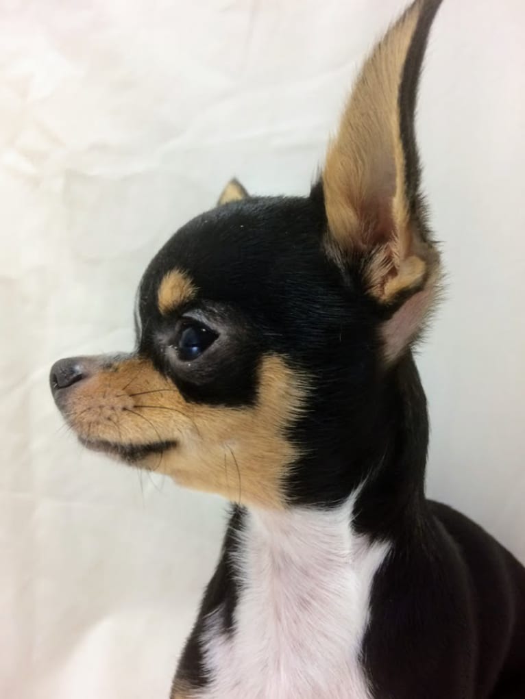 Will, a Chihuahua tested with EmbarkVet.com