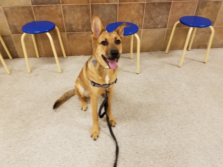 Max, a German Shepherd Dog and Rat Terrier mix tested with EmbarkVet.com