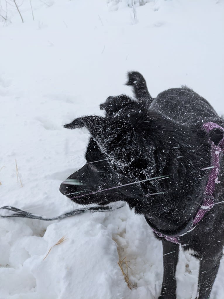 Kodiak, a German Shepherd Dog and Great Pyrenees mix tested with EmbarkVet.com