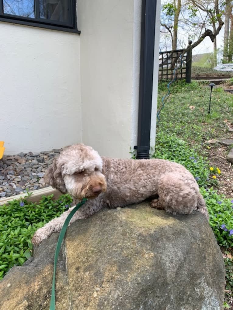 Rosie, a Lagotto Romagnolo tested with EmbarkVet.com