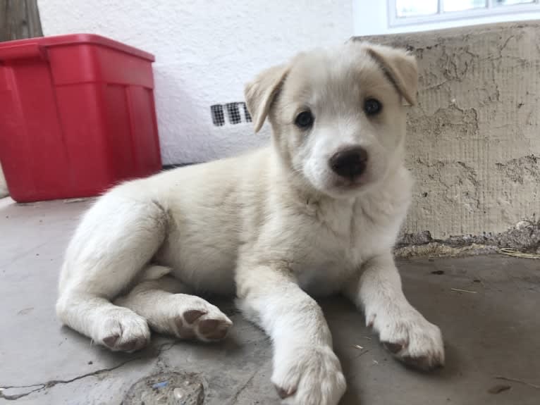 Kiva, a Border Collie and Australian Cattle Dog mix tested with EmbarkVet.com