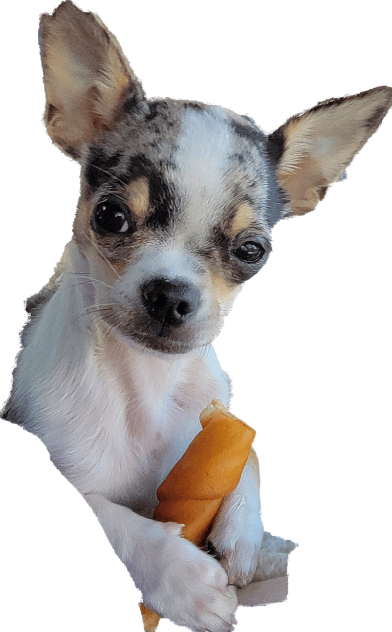 Itty Bitty, a Chihuahua tested with EmbarkVet.com