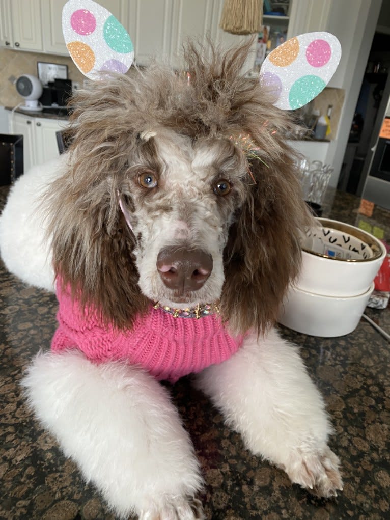 CoCo, a Poodle (Standard) tested with EmbarkVet.com