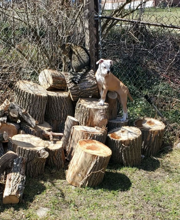 Piper, an American Bulldog tested with EmbarkVet.com