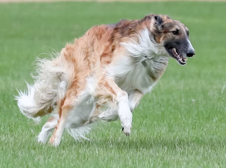 Bene, a Borzoi tested with EmbarkVet.com