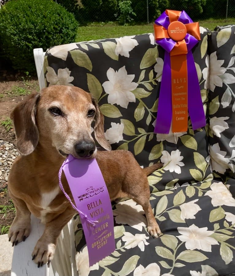 URO3 NI NE Jacob Levi RI SWA SHDNE CGCA TKP RATN RL1X RL2 RLV2X CW-ARA CW-DDA CW-Ob2A, a Dachshund tested with EmbarkVet.com