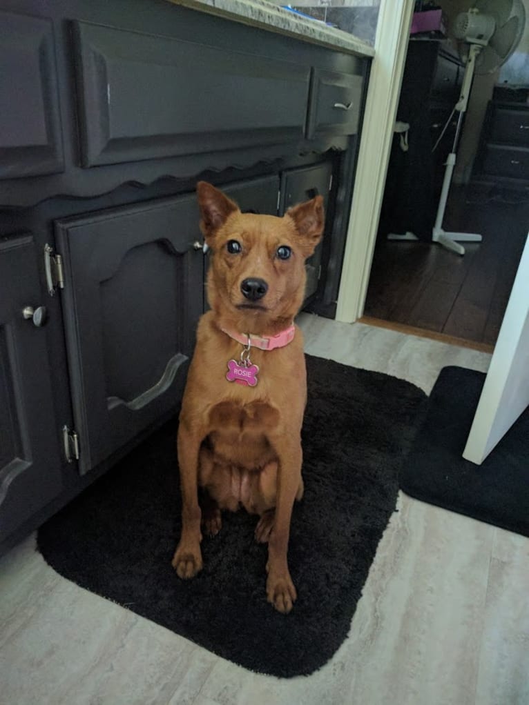 Rosie, a Rat Terrier and Chinese Shar-Pei mix tested with EmbarkVet.com