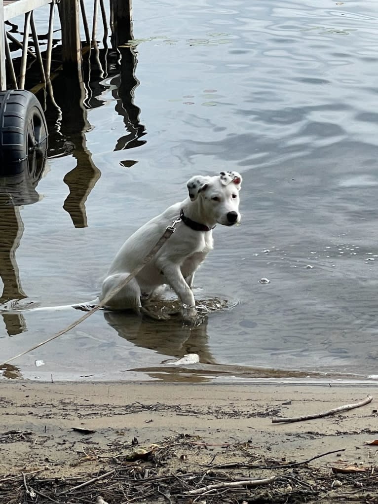 Stella, an American Pit Bull Terrier and Siberian Husky mix tested with EmbarkVet.com