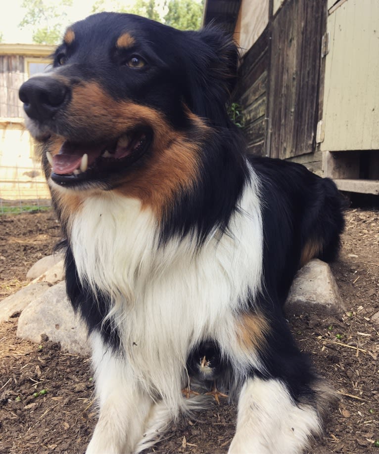 Wyeth, an English Shepherd tested with EmbarkVet.com