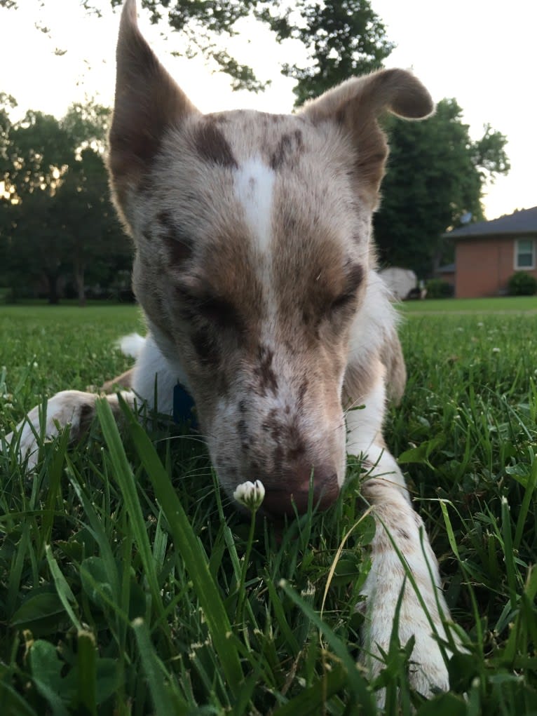 Cooper, an Australian Shepherd and Australian Cattle Dog mix tested with EmbarkVet.com
