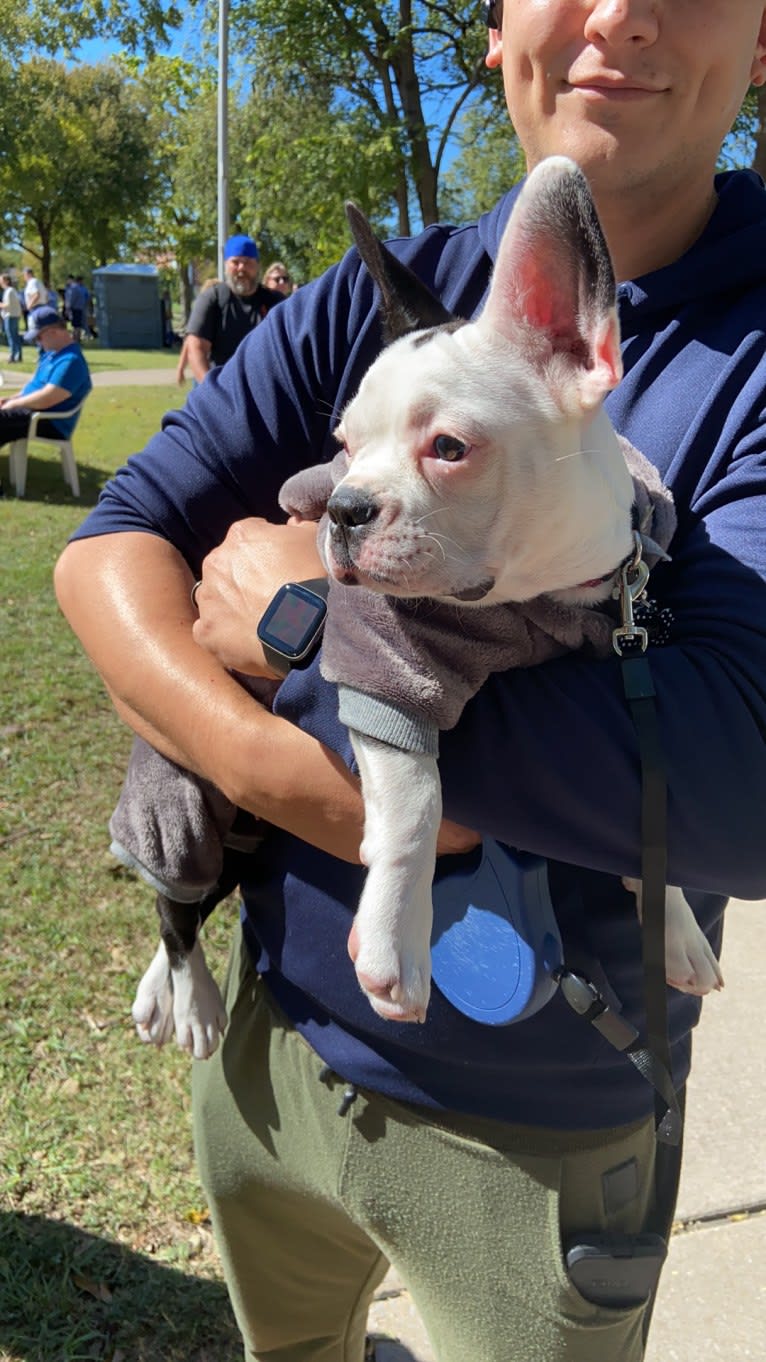 Luna, a French Bulldog and Boston Terrier mix tested with EmbarkVet.com