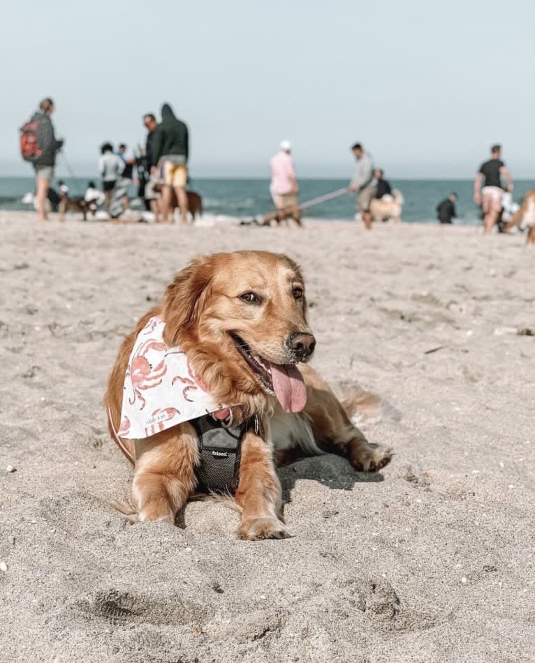 Marley, a Golden Retriever tested with EmbarkVet.com