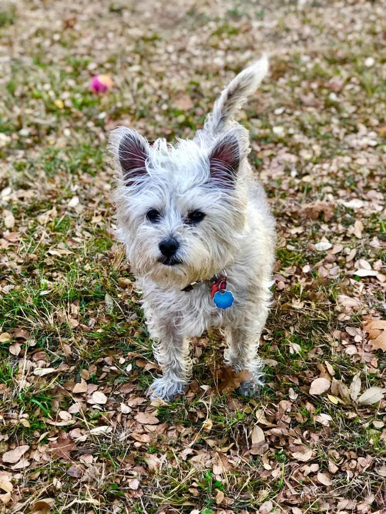 Whiskey, a Poodle (Small) and Siberian Husky mix tested with EmbarkVet.com