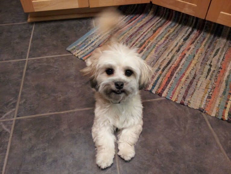 Jasper Miko, a Maltese and Shih Tzu mix tested with EmbarkVet.com