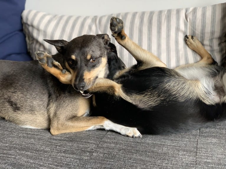 Loki, a Mountain Cur and Norwegian Elkhound mix tested with EmbarkVet.com