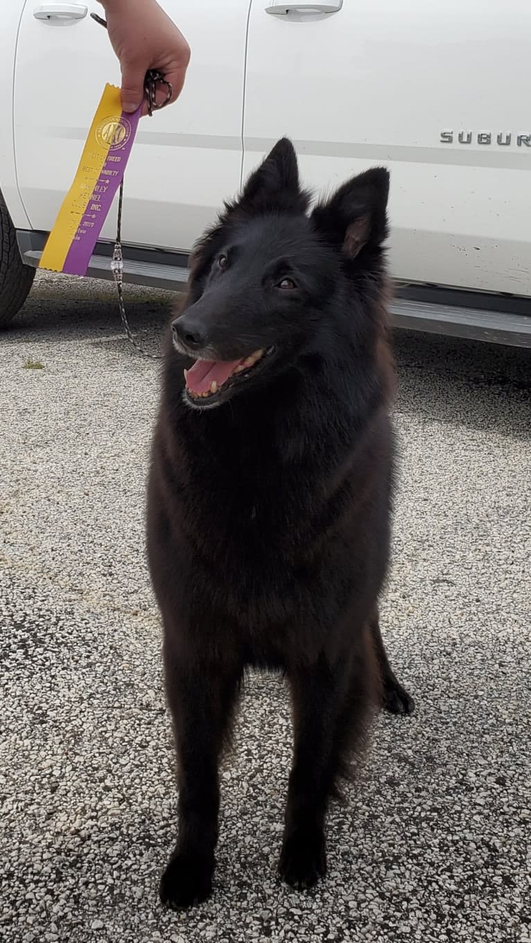 Gem, a Belgian Shepherd tested with EmbarkVet.com