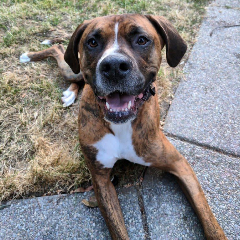 Remy Wayne, a Boxer and American Bulldog mix tested with EmbarkVet.com