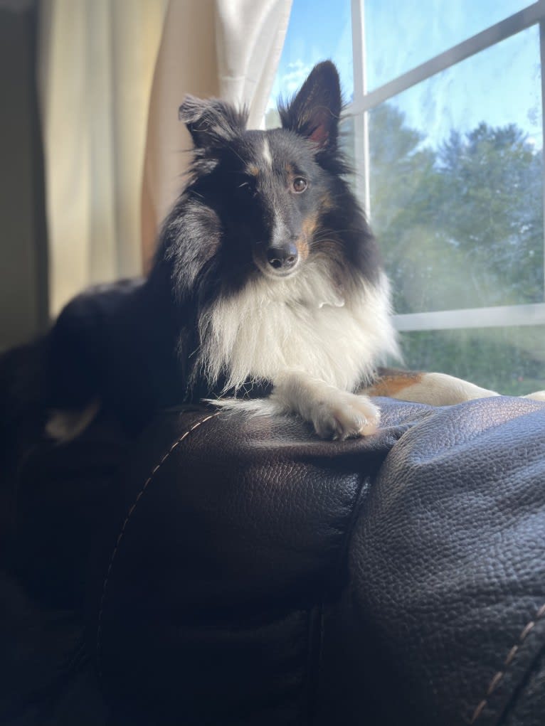 Whiskey Cash Adams, a Shetland Sheepdog tested with EmbarkVet.com