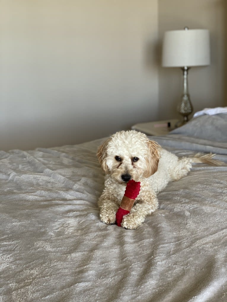 Leo, a Cavapoo tested with EmbarkVet.com