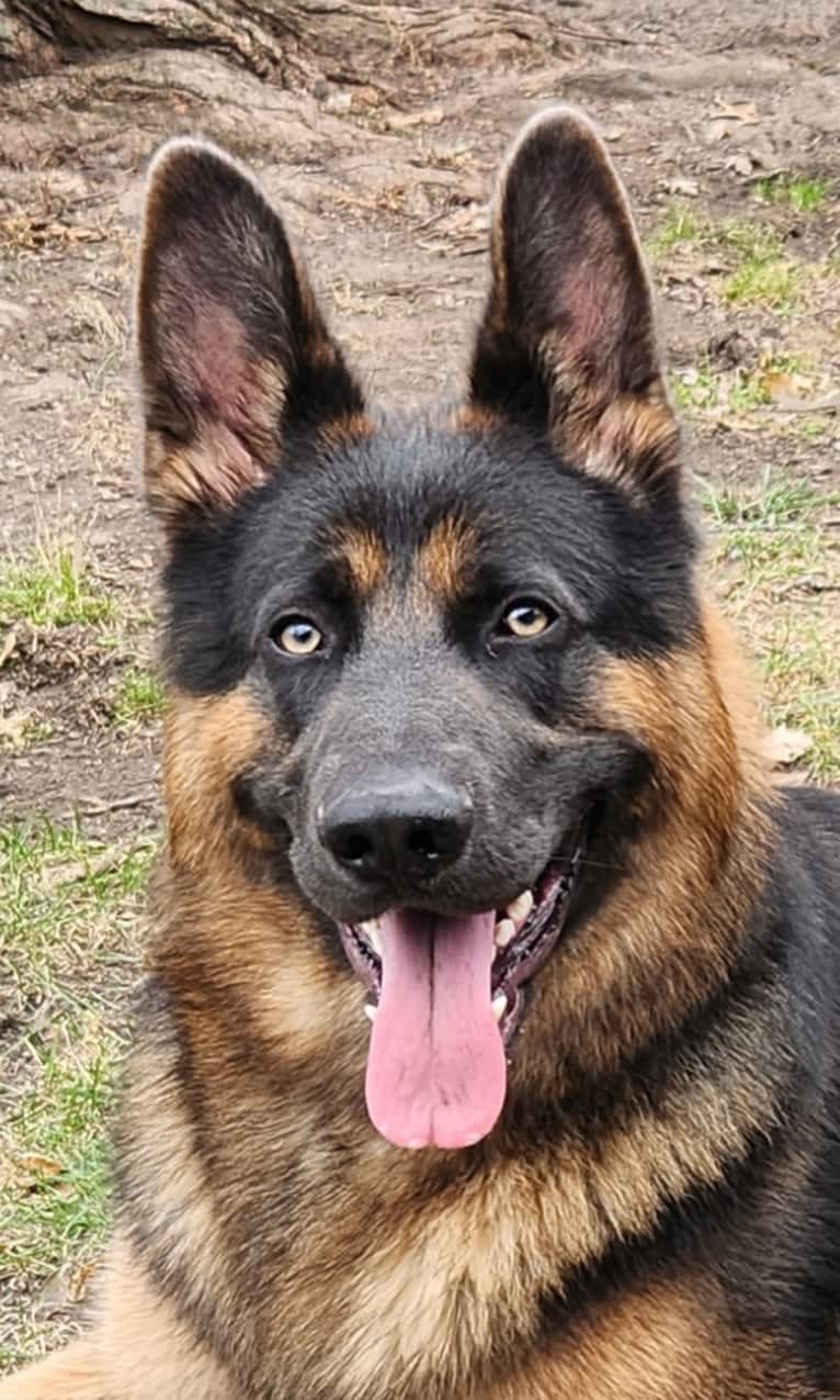 Banner, a German Shepherd Dog tested with EmbarkVet.com