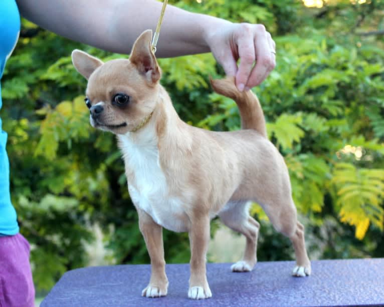 Boo, a Chihuahua tested with EmbarkVet.com