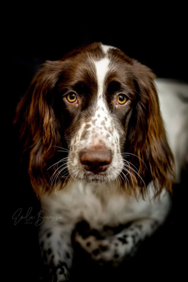 Rya de la vallée de la Seulles, a French Spaniel tested with EmbarkVet.com