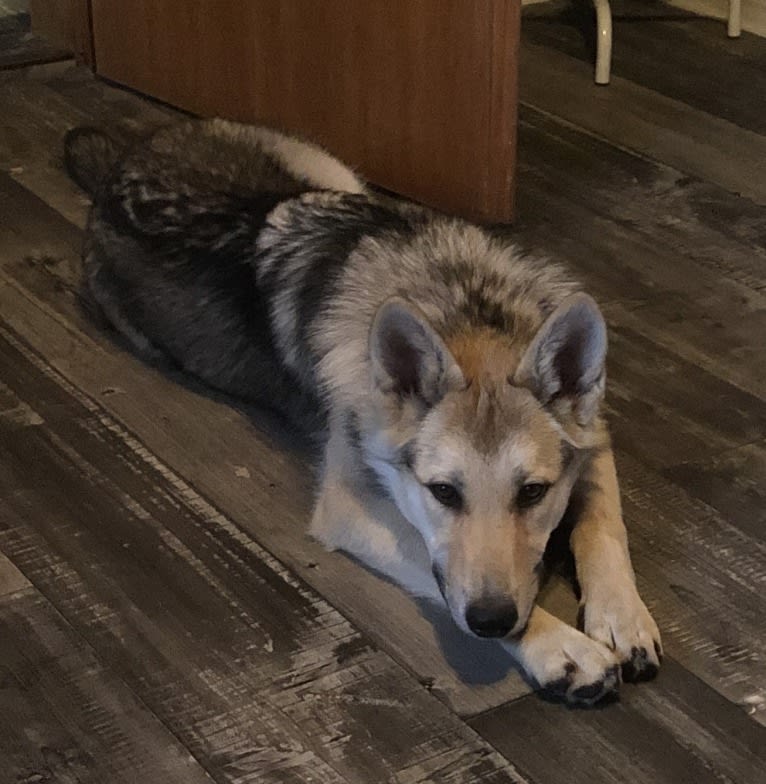 Freki a dog tested with EmbarkVet.com