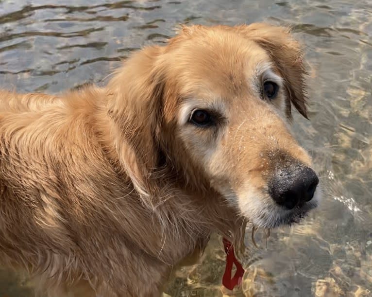 Timber “Gross Manor’s I’ll Be The One You Won’t Forget”, a Golden Retriever tested with EmbarkVet.com