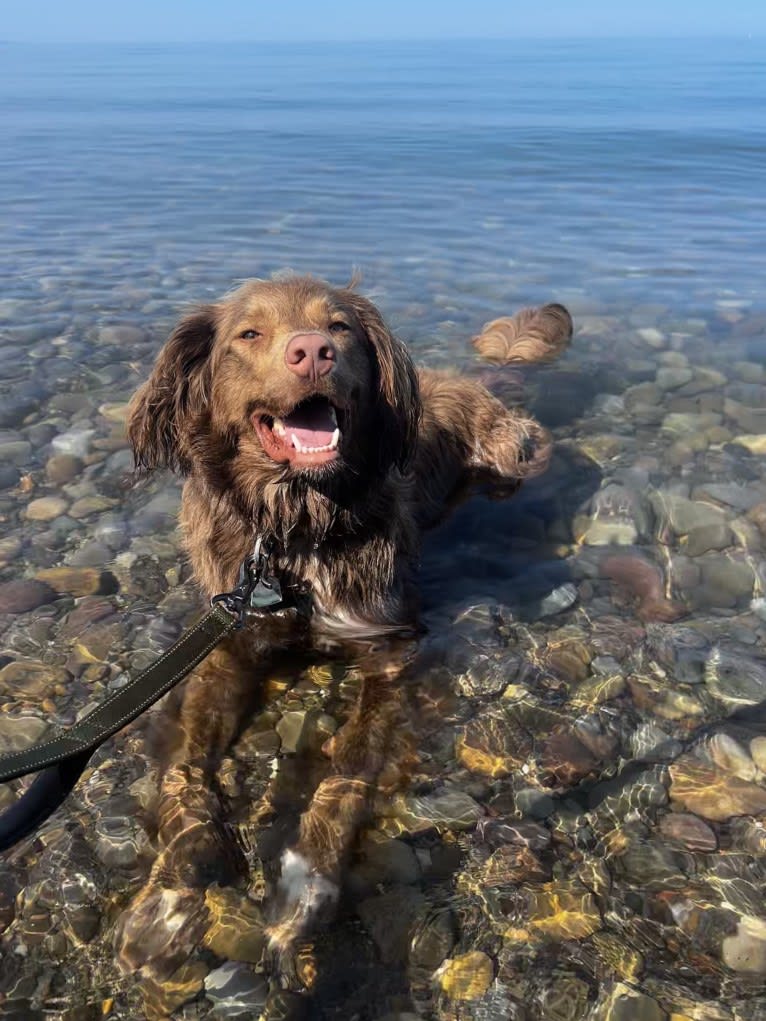 Finan, a Portuguese Water Dog tested with EmbarkVet.com