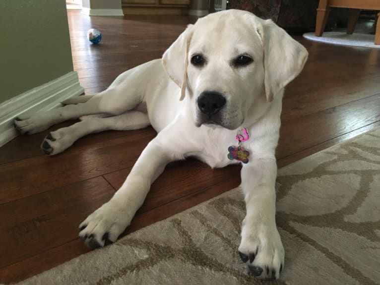 Dulce, a Labrador Retriever tested with EmbarkVet.com