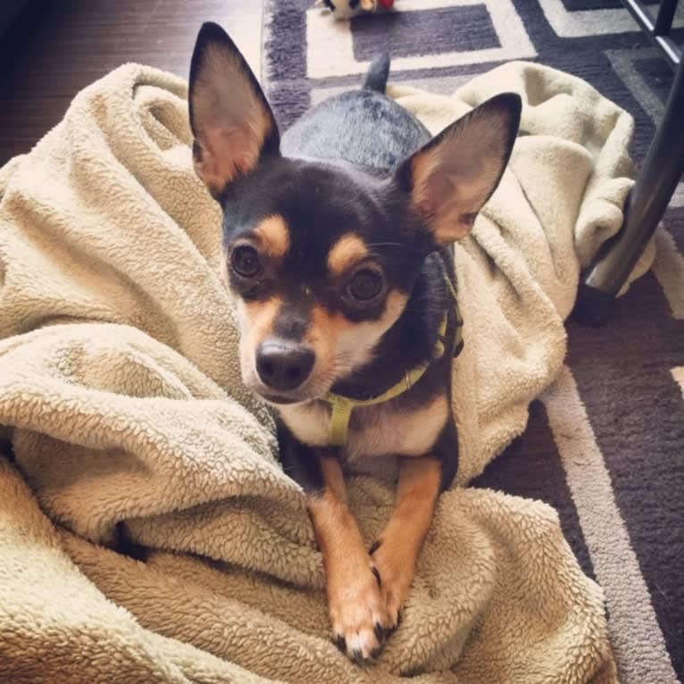 Squirt, a Chihuahua tested with EmbarkVet.com