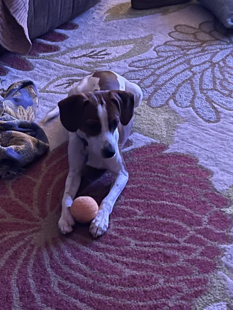 Linus, a Beagle and Chihuahua mix tested with EmbarkVet.com