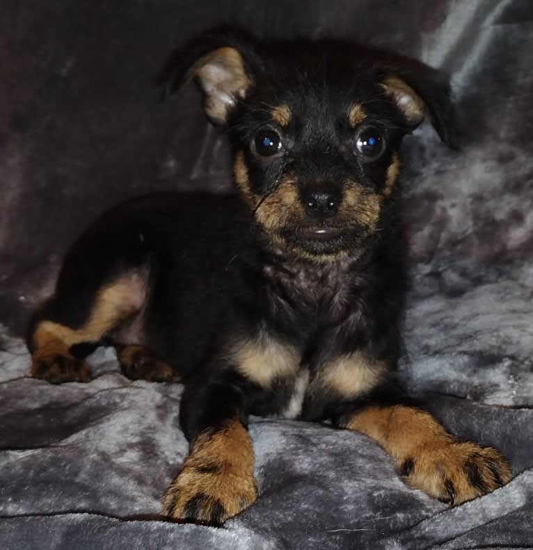 Saejin, a Chihuahua and Rat Terrier mix tested with EmbarkVet.com