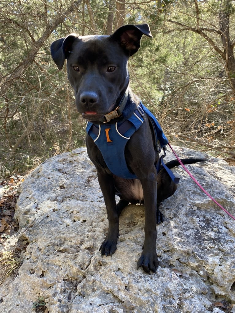 Kali, an American Bully and American Pit Bull Terrier mix tested with EmbarkVet.com