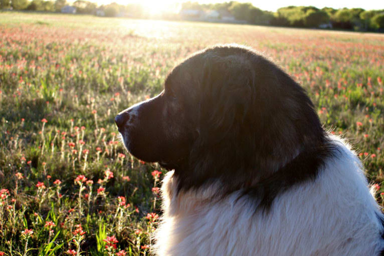 Adonis, a Pyrenean Mastiff tested with EmbarkVet.com