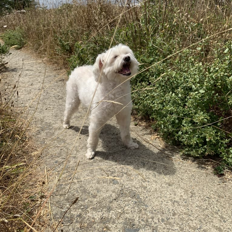 Q-Tip, a Poodle (Small) and American Eskimo Dog mix tested with EmbarkVet.com