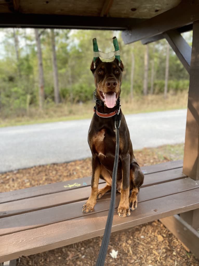 Maverick, a Doberman Pinscher tested with EmbarkVet.com