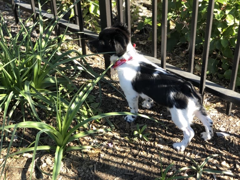 Violet Rose, a Cocker Spaniel and Poodle (Small) mix tested with EmbarkVet.com