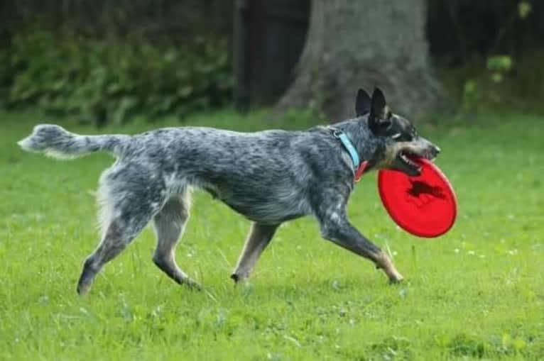 Millie AKA The Masked Millie, an Australian Cattle Dog tested with EmbarkVet.com