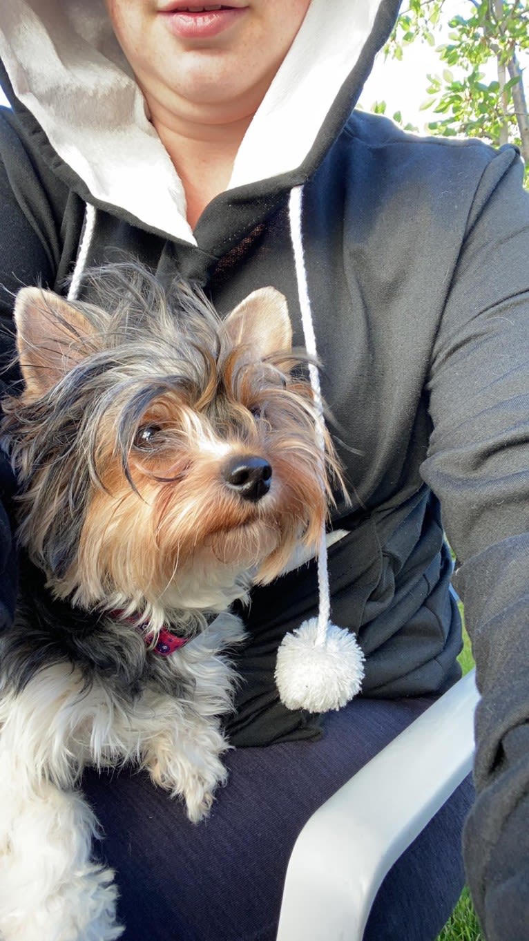 Belle, a Biewer Terrier tested with EmbarkVet.com